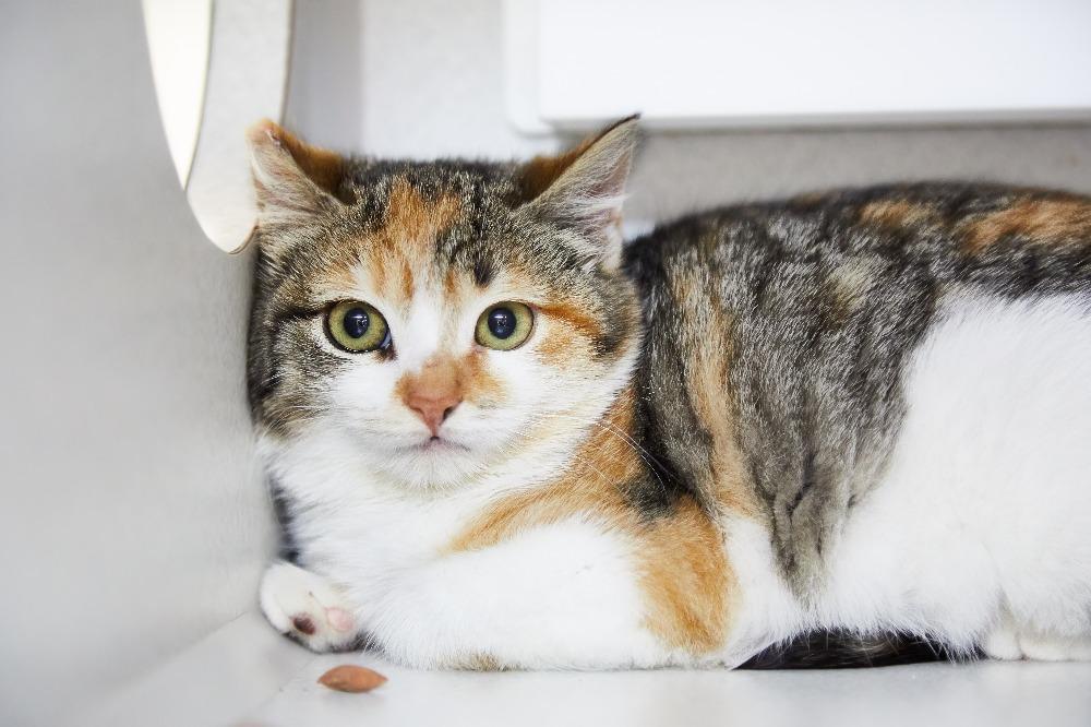 Socializing a Shy Cat Seattle Area Feline Rescue