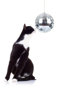 black and white cat looking at a big disco
