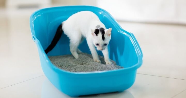 Black and white kitten standing in blue litter box