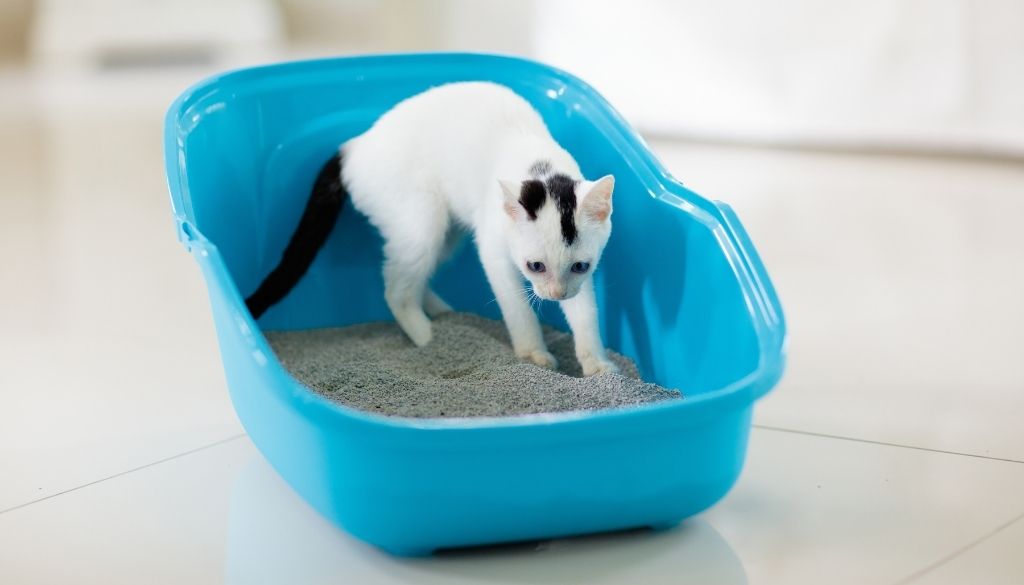 Litter Box Tips: Help Your Kitty Learn Good Habits • Seattle Area Feline  Rescue