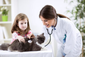 Cat getting a veterinary check-up