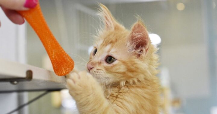 Orange kitten playing with bright orange toy