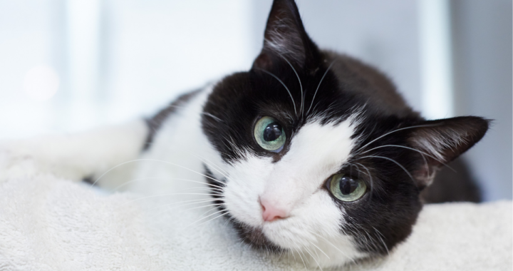 Surrendering Your Cat Seattle Area Feline Rescue