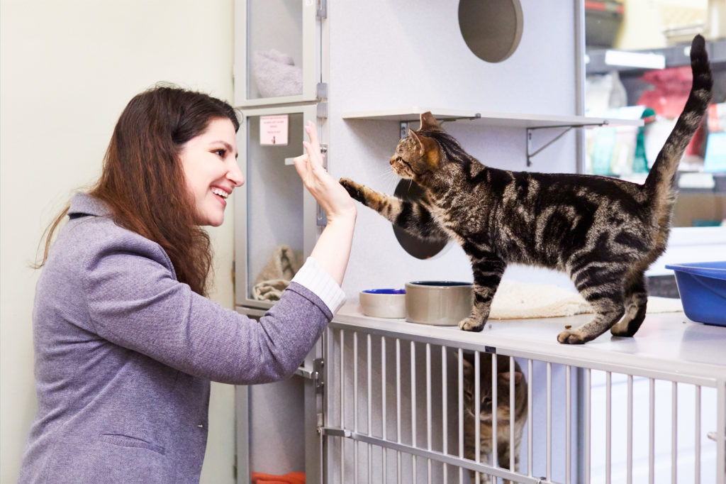 Volunteer Opportunities • Seattle Area Feline Rescue
