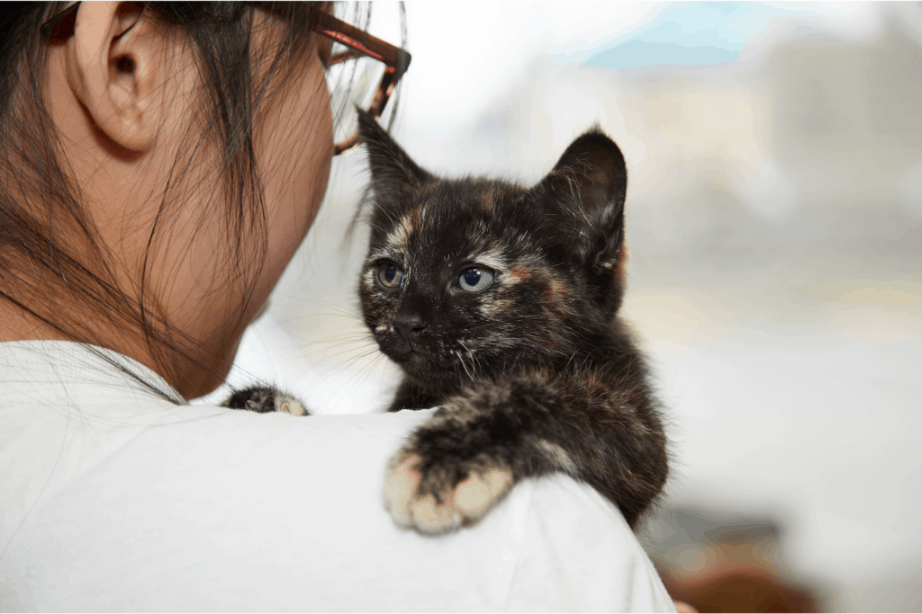 SAFe Home • Seattle Area Feline Rescue