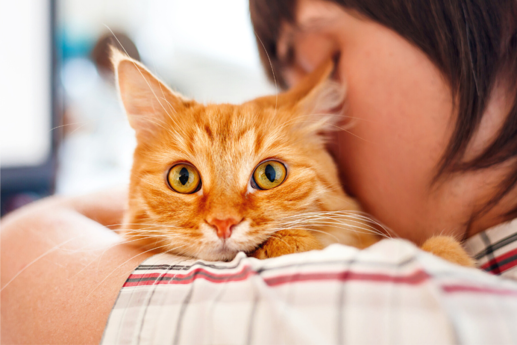 Keeping Your Kitty Safe During COVID19 • Seattle Area Feline Rescue