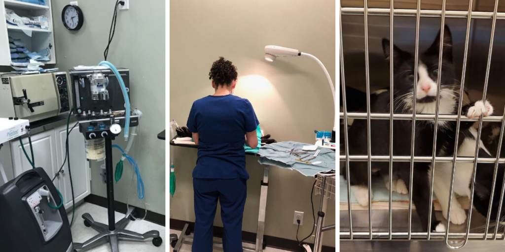 Surgery On Site An Important First for SAFe Cats! • Seattle Area