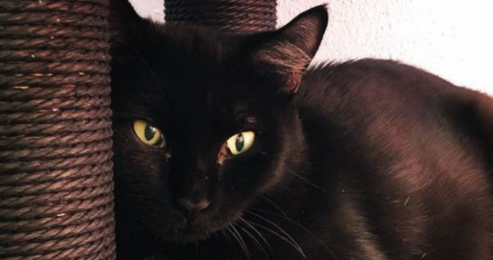 Shy cat sitting by scratching post