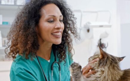 Veterinarian examines long-haired cat
