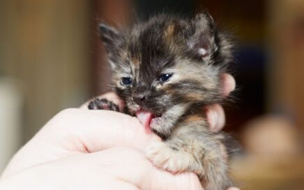 Small kitten licks the hand that is holding it
