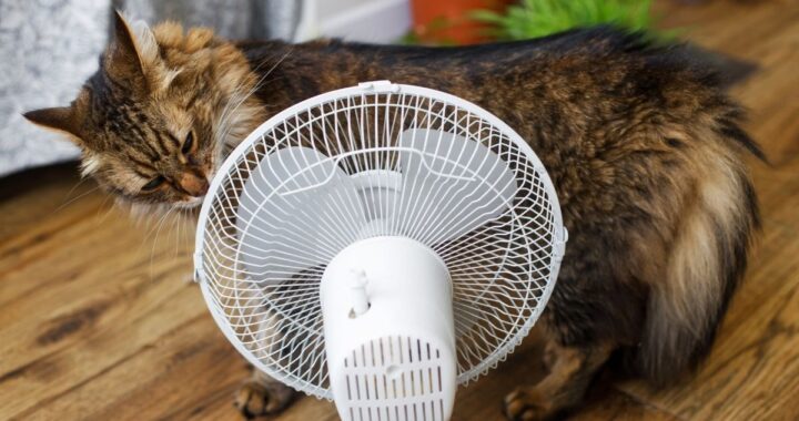 Cat sniffs fan