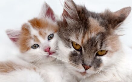 Kitten and older cat