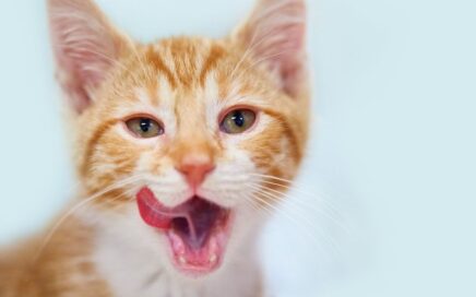 Orange kitten with its tongue out