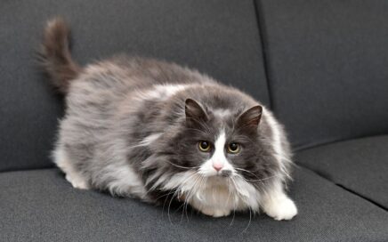 Large grey cat sits on sofa