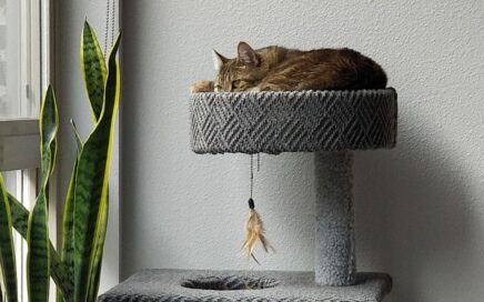 Cat sitting happily on a cat tree looking out a window