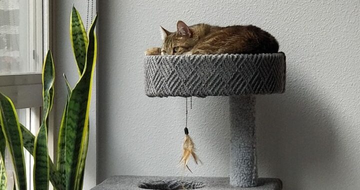 Cat sitting happily on a cat tree looking out a window