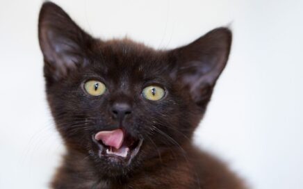 Black kitten with mouth open