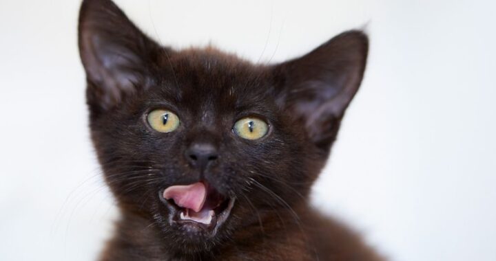 Black kitten with mouth open
