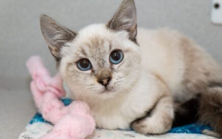 Blue-eyed kitten sitting next to a pink toy