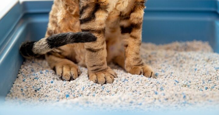 Cat paws standing in litter box