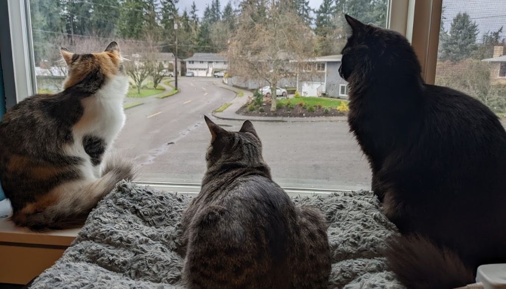 Three cats sit together and look out a window