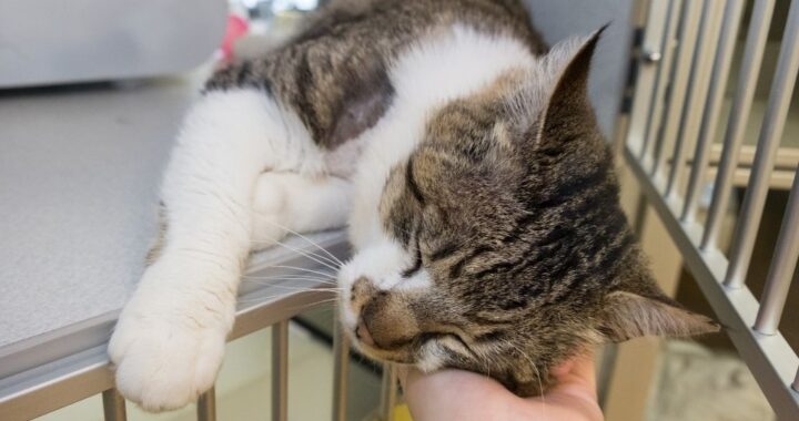 Hand petting tabby cat