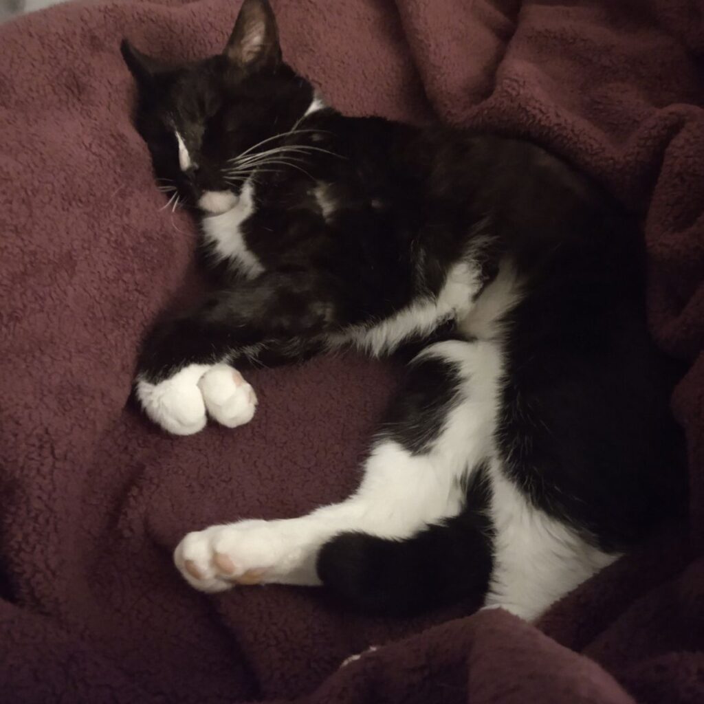 Warm Fuzzy Tale: Lou's Story • Seattle Area Feline Rescue