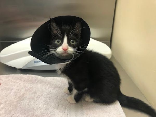 After surgery to fix his wounded mouth, Oreo went to a loving home