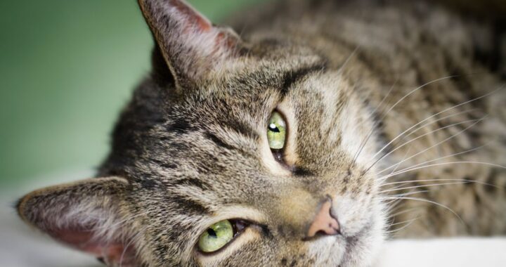 A Cat Remembers • Seattle Area Feline Rescue