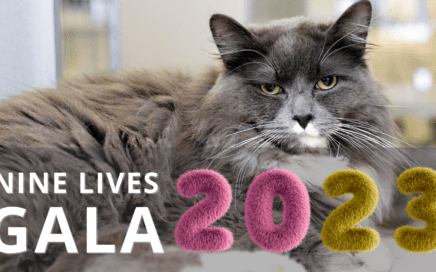 A photo of a long-haired grey cat with a white face. Overlayed is the event title "Nine Lives Gala" in white text. "2023" is displayed in pink and yellow fuzzy numbers.