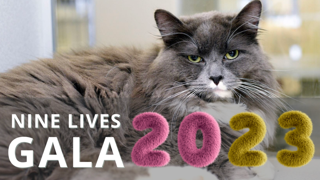 A photo of a long-haired grey cat with a white face. Overlayed is the event title "Nine Lives Gala" in white text. "2023" is displayed in pink and yellow fuzzy numbers.