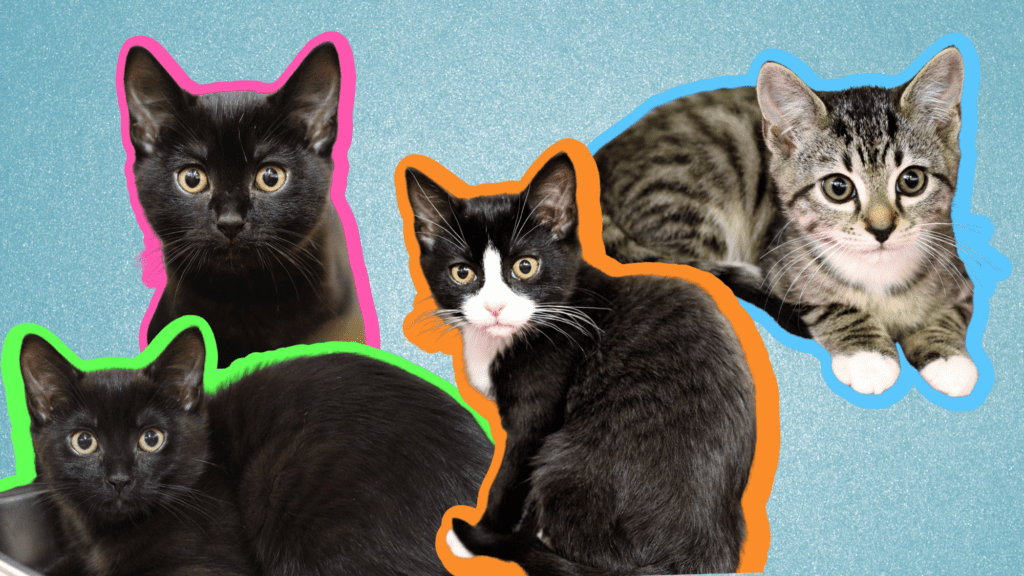 Four kittens on a blue backdrop. Two black kittens, one tuxedo kitten, and one tabby