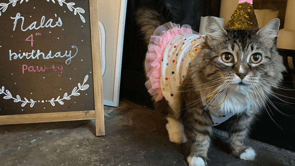 Medium haired tabby cat wearing a pink tutu dress and a gold sparkly birthday hat. She is standing in front of a chalkboard that reads "Nala's 4th birthday party"