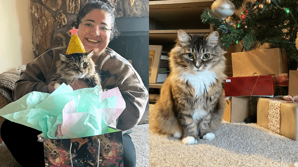Human holding cat. Cat is wearing birthday hat. Gift bag with pink and blue wrapping paper sticking out. Tabby cat sitting in front of christmas tree that has presents under it.