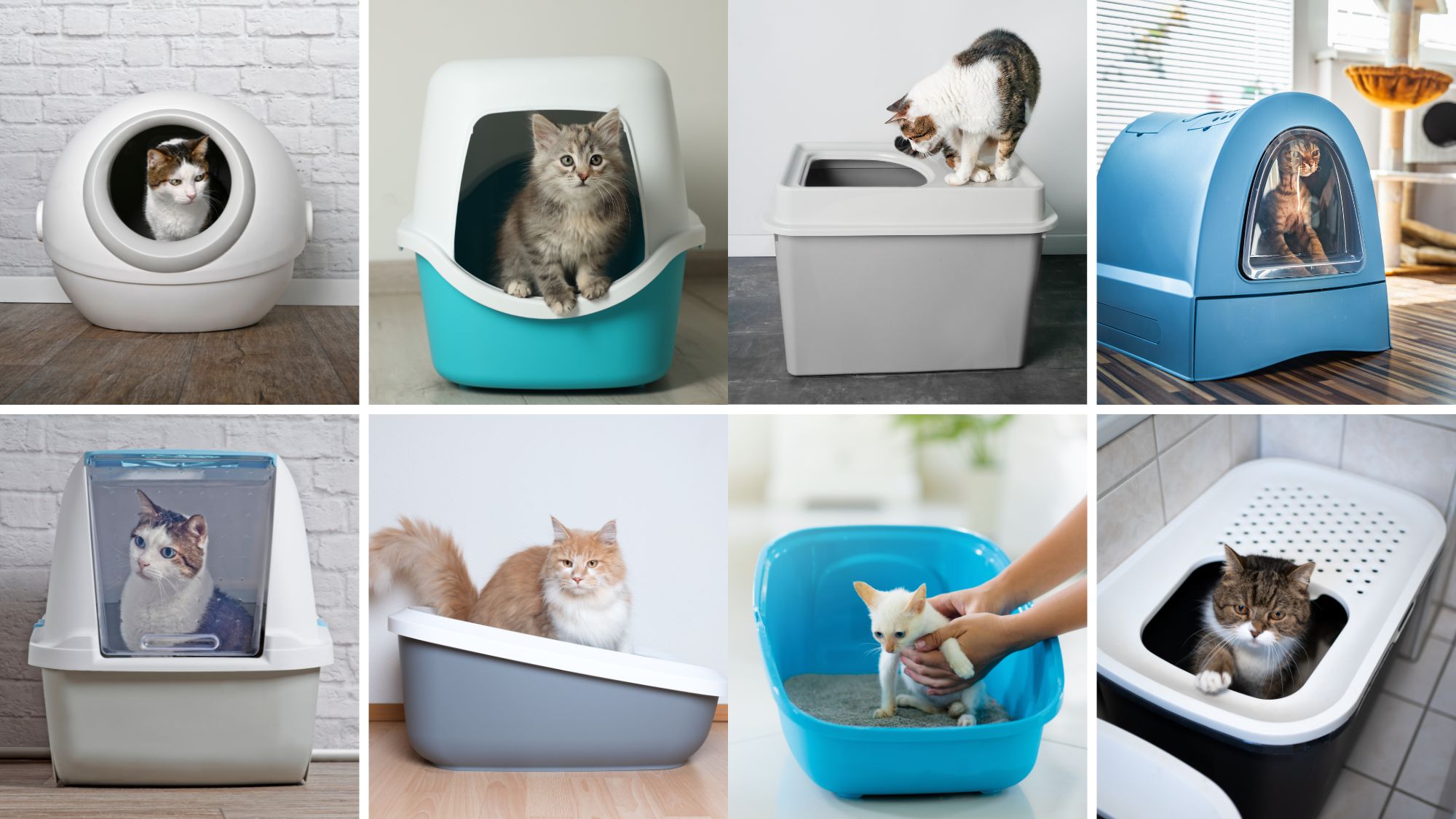 Understanding and Resolving Litter Box Accidents A Guide for Cat