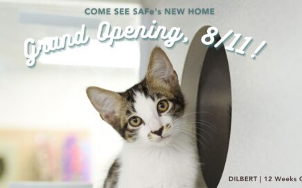 Brown and White Kitten looks up at the words "Grand Opening"
