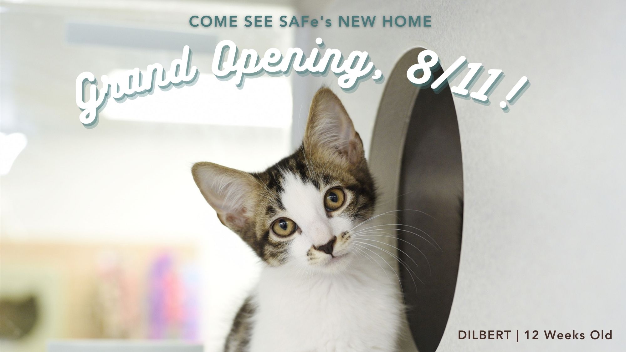 Brown and White Kitten looks up at the words "Grand Opening"