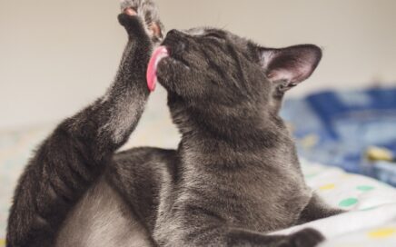 Short-haired grey cat holds its leg in the air and picks its paw.