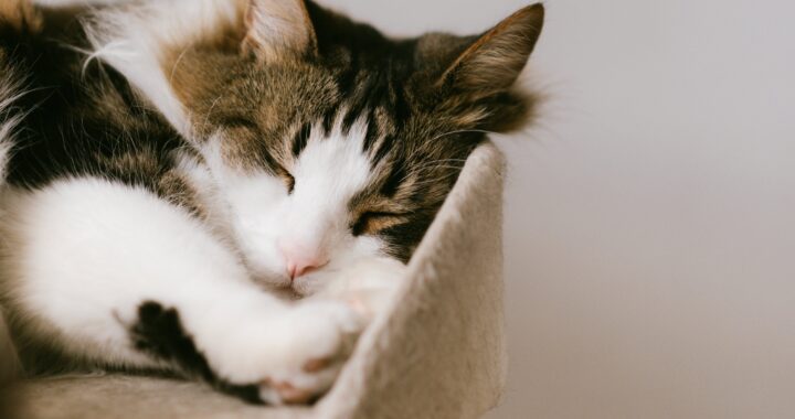 A white medium-haired cat with brown tabby patches snoozes peacefully on a cat tree platform.
