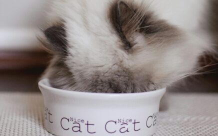 A fluffy white cat with seal point markings buries its head in a white porcelain bowl with the words "Nice Cat" repeating around the side.