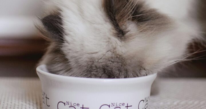 A fluffy white cat with seal point markings buries its head in a white porcelain bowl with the words "Nice Cat" repeating around the side.